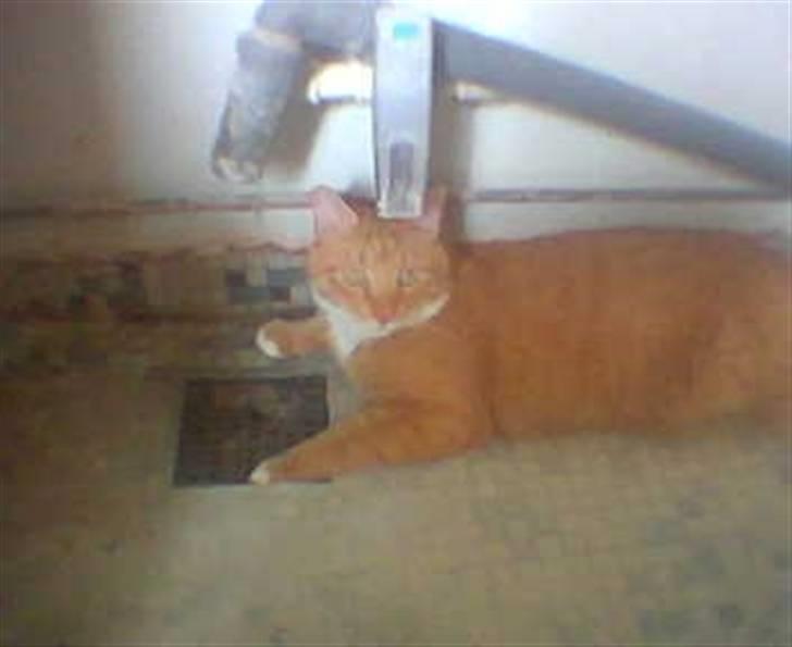 Blanding af racer Mikkel (R.I.P) billede 3