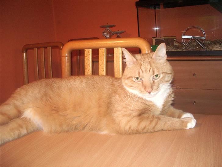 Blanding af racer Mikkel (R.I.P) billede 4