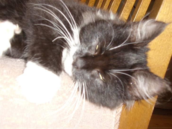 Blanding af racer Børge † død † :'( - zZzZzZzZzZ billede 9