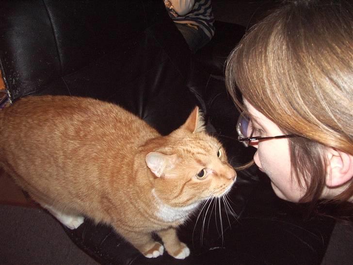 Blanding af racer Mikkel (R.I.P) billede 5