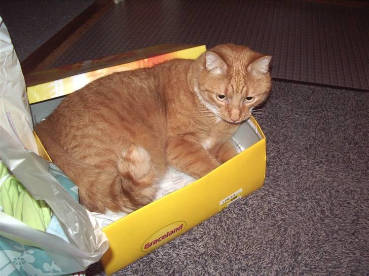 Blanding af racer Mikkel (R.I.P) billede 6