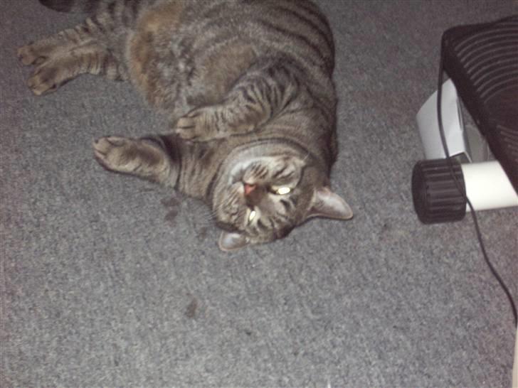 Huskat Cille billede 10