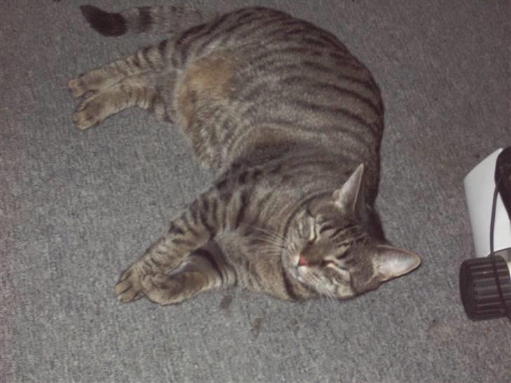 Huskat Cille billede 11