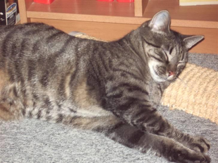 Huskat Cille billede 12