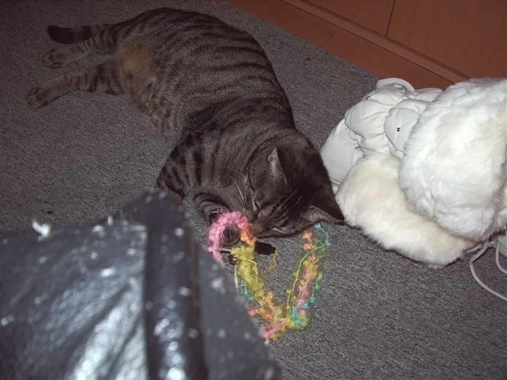 Huskat Cille billede 13