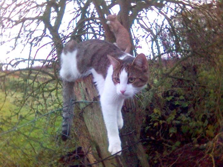 Blanding af racer Rex - Jeg elsker at klatre i træer billede 1