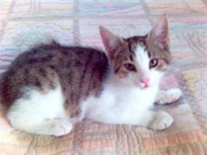 Blanding af racer Rex - Er jeg ikke bare dejlig! billede 2