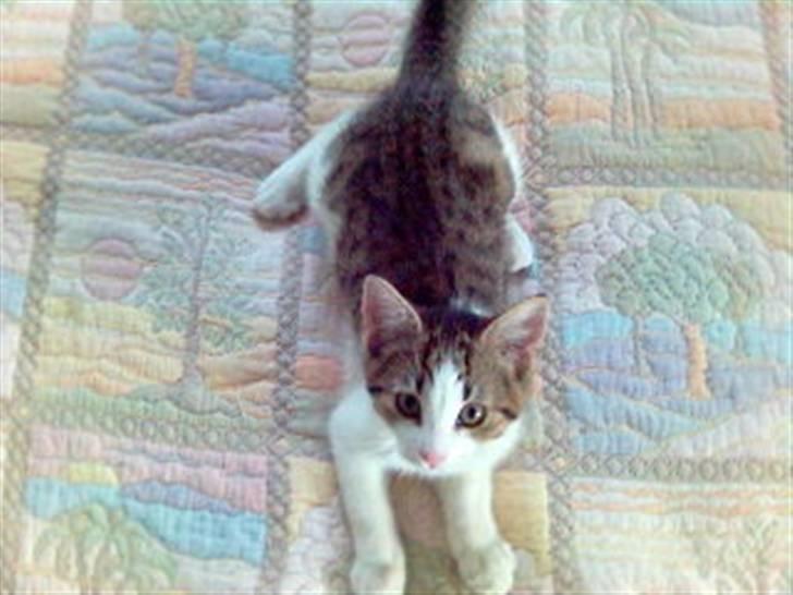 Blanding af racer Rex - Jeg er ikke spor fræk! billede 3