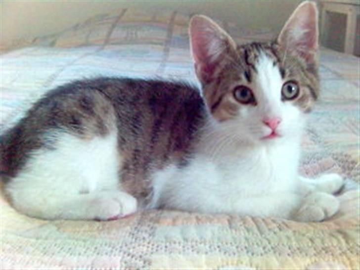 Blanding af racer Rex - Mor synes jeg er så sød! billede 4