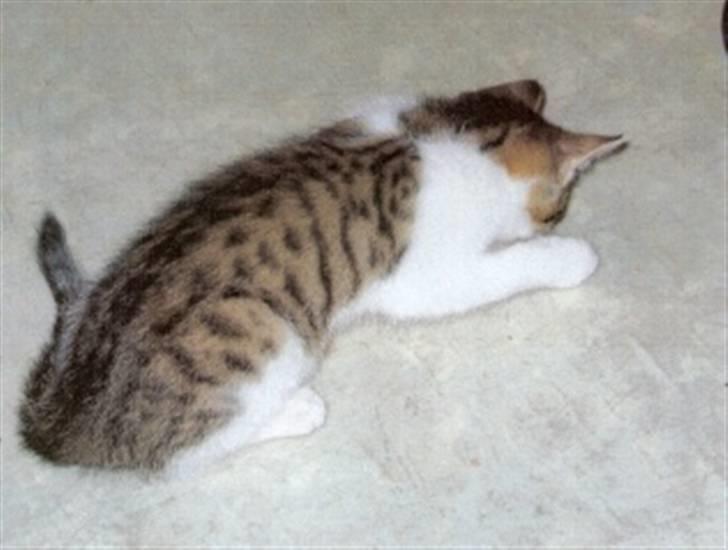 Blanding af racer Rex - Se mine flotte pletter! billede 5