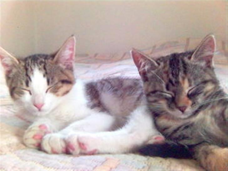 Blanding af racer Rex - Her er så min kæreste Katinka billede 6