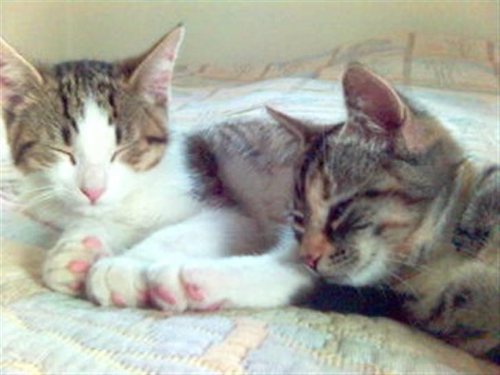 Blanding af racer Rex - Tinka er meget glad for mig, selvfølgelig.... billede 7