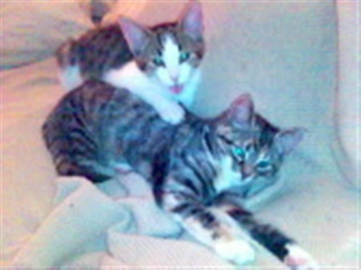 Blanding af racer Rex - Jeg er også meget glad for Tinka.... billede 8