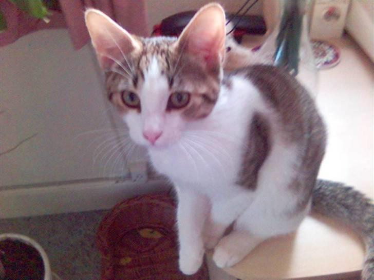 Blanding af racer Rex - Hvad skal jeg nu finde på? billede 9