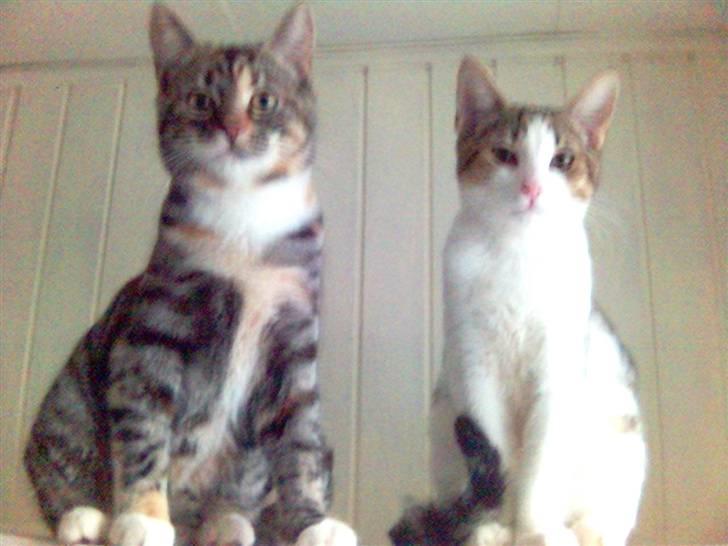 Blanding af racer Rex - I virkeligheden er jeg altså meget større end hende! billede 10