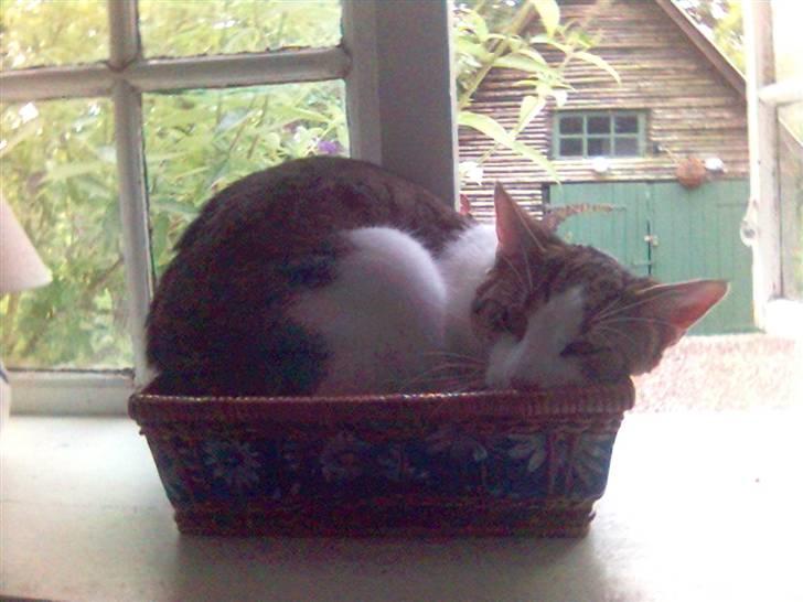 Blanding af racer Rex - Hmm, denne kurv er vist krympet.... billede 11