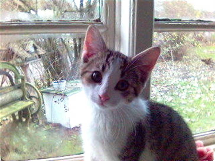 Blanding af racer Rex - Må jeg ikke godt komme ud nu, Mor? billede 12