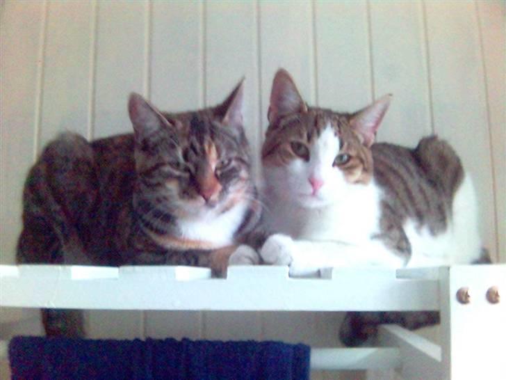 Blanding af racer Rex - Vi er da et flot par, ikke? billede 13