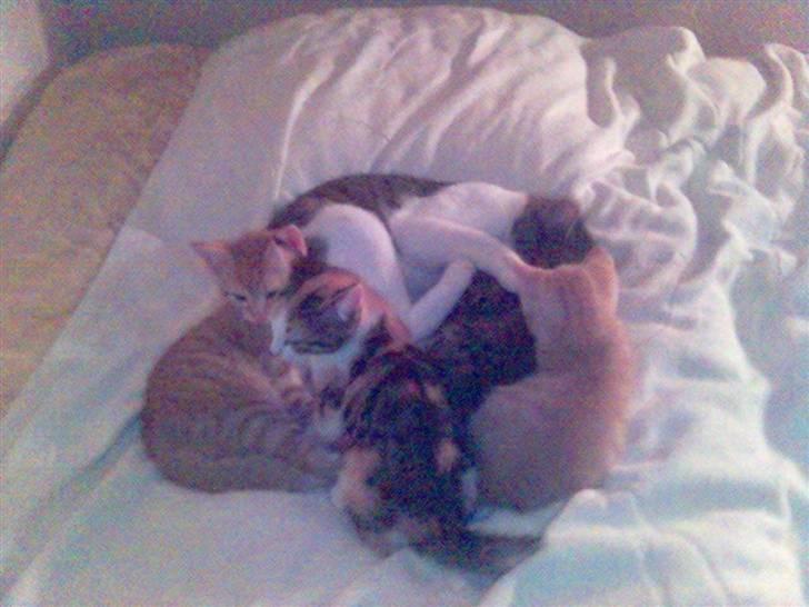 Blanding af racer Rex - Hjertesuk, nu må jeg passe børnene alene.... billede 15