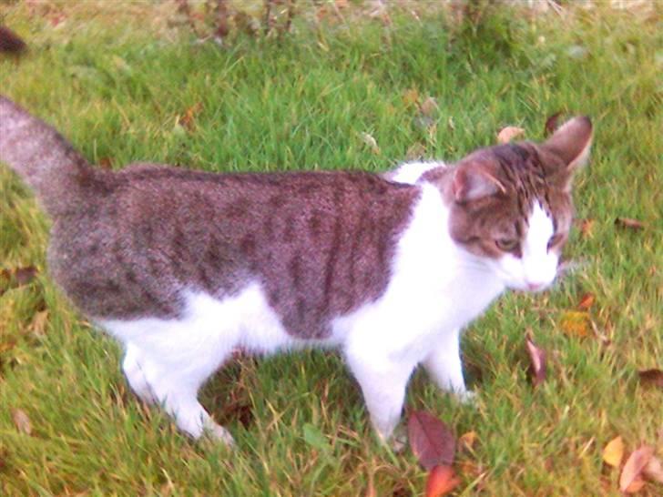 Blanding af racer Rex - Jeg savner min kone Katinka, vi plejede altid at følges overalt.... billede 16