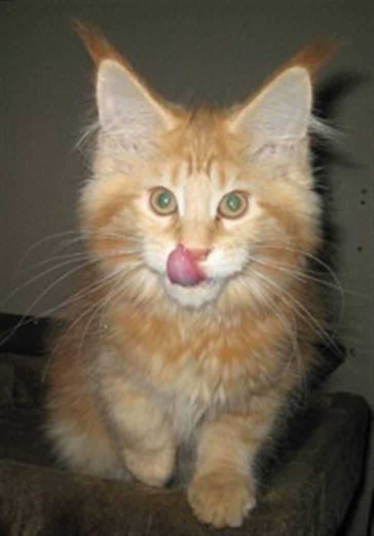 Maine Coon Micharlo's Dior - Ja så er jeg 13 uger  billede 9