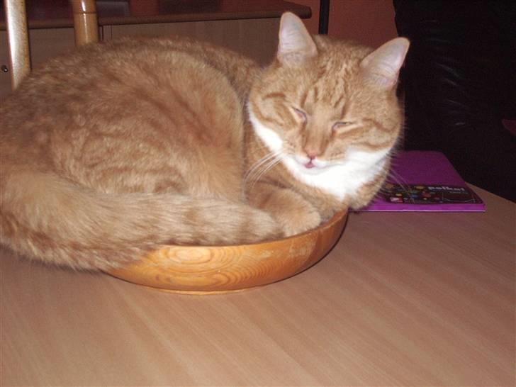 Blanding af racer Mikkel (R.I.P) billede 7