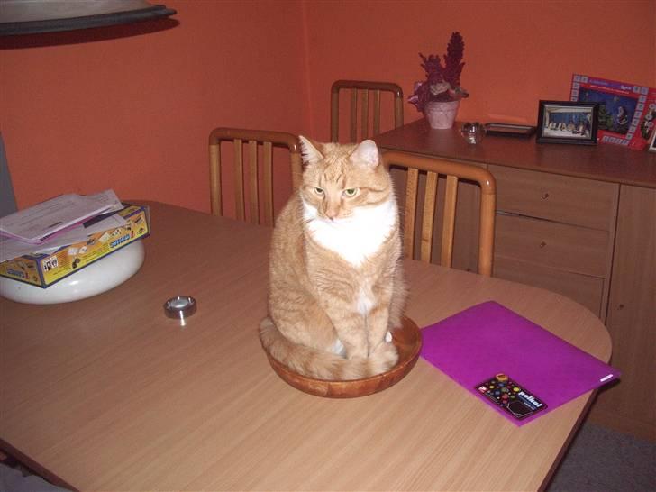 Blanding af racer Mikkel (R.I.P) billede 8