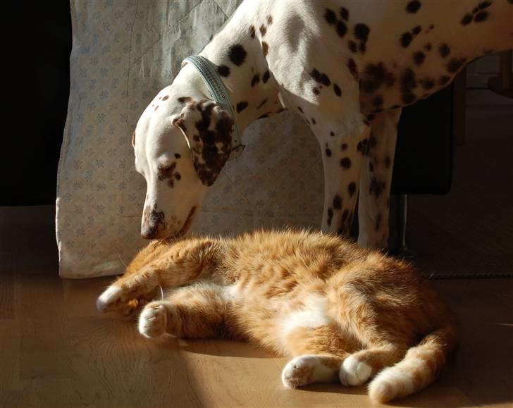 Blanding af racer Kisser - Bedste venner? :P billede 20