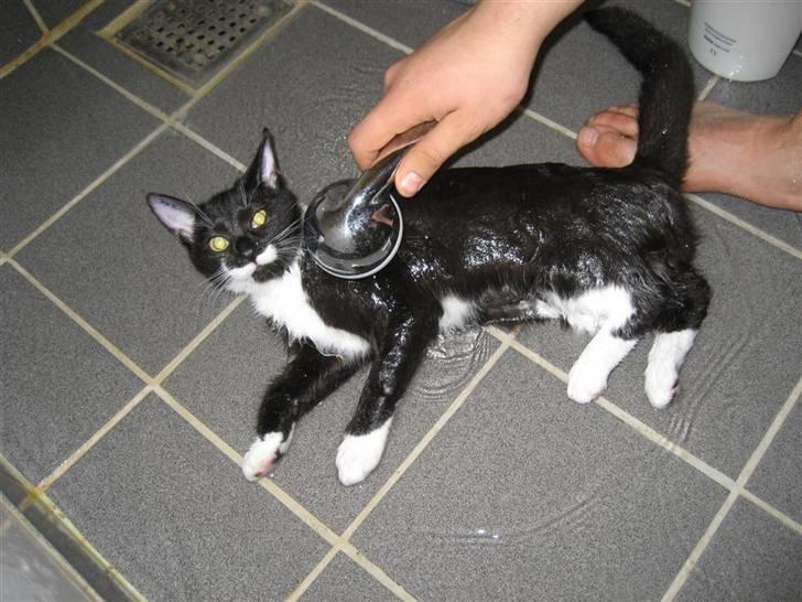 Blanding af racer Nynne - Ihh, hvor er det dejligt billede 12