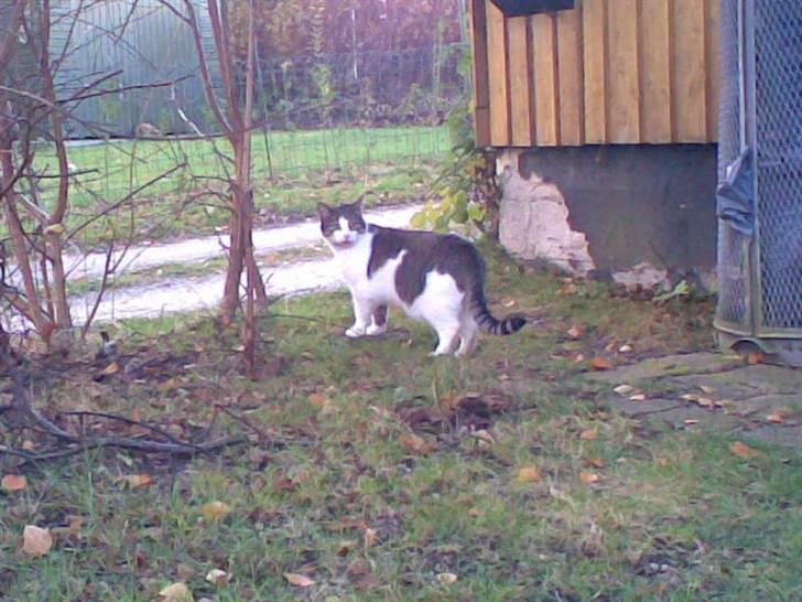 Huskat Georg Ronaldo Jensen billede 12