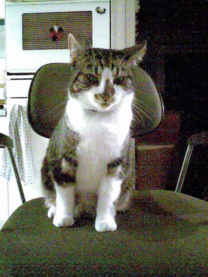 Huskat Sandra Mulle billede 7