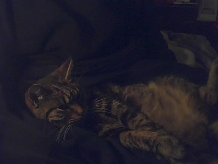 Blanding af racer tarzan<3 billede 1