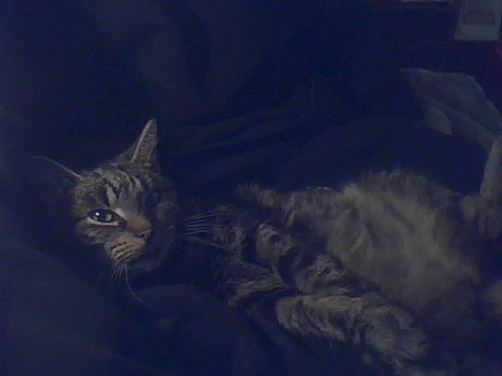 Blanding af racer tarzan<3 billede 2