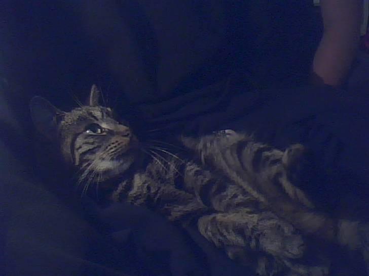 Blanding af racer tarzan<3 billede 3