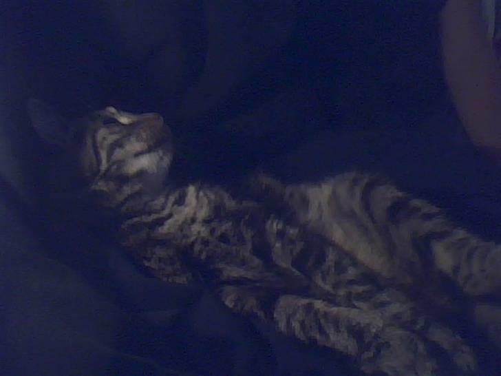 Blanding af racer tarzan<3 billede 4