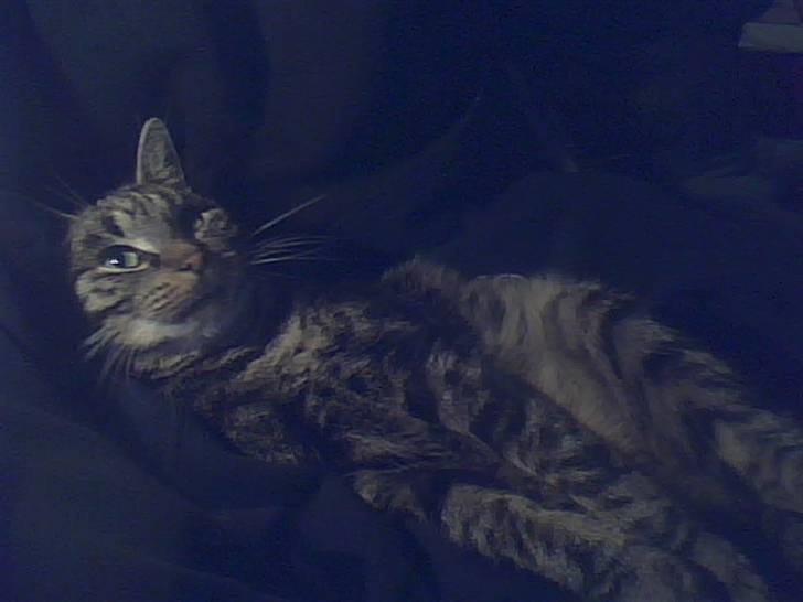 Blanding af racer tarzan<3 billede 5