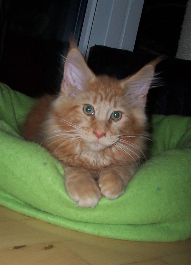 Maine Coon Micharlos Don Juan billede 12