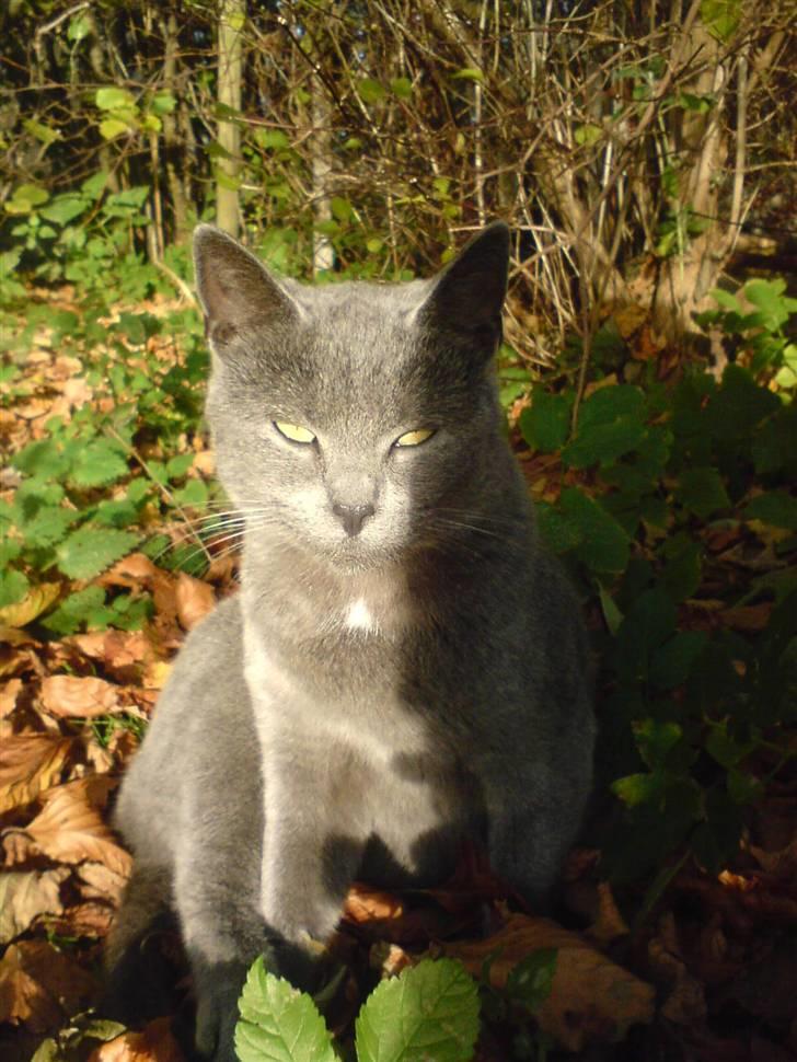Huskat Miss Grå - Smukke misser <33 billede 16
