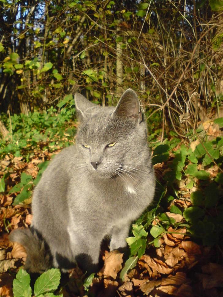 Huskat Miss Grå - Miss Grå <3 billede 18
