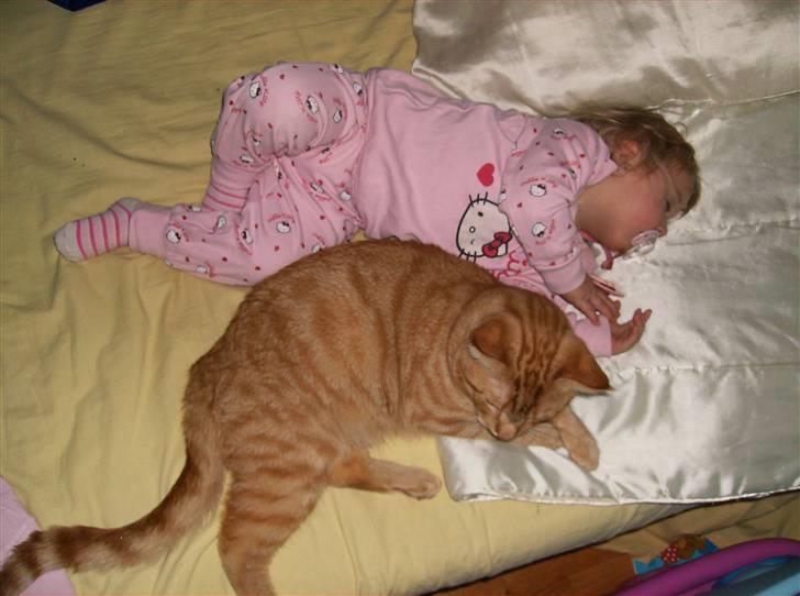 Huskat Sebastian billede 16