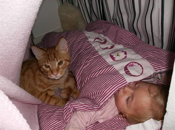 Huskat Sebastian billede 17