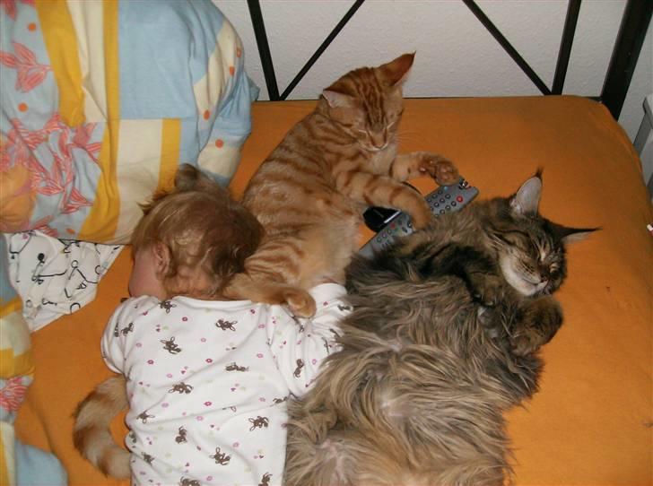 Huskat Sebastian billede 18