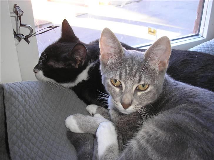 Huskat Carmen billede 17