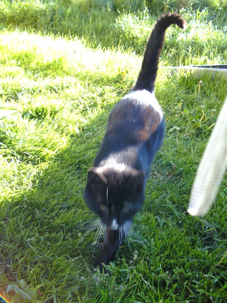 Huskat Sorte DØD - se mig Fotograf Heidi billede 4