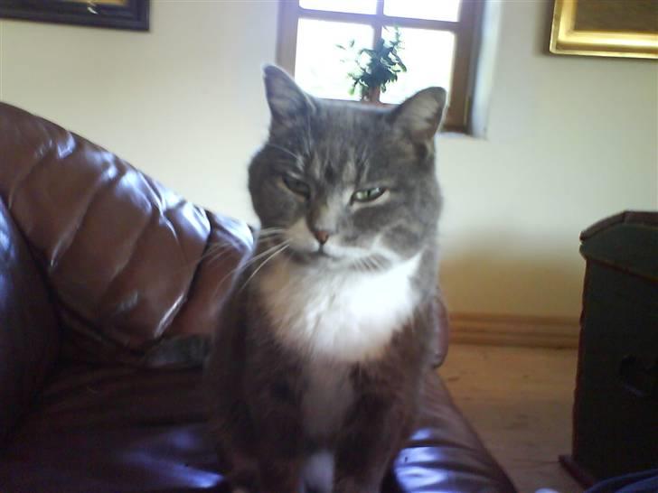 Blanding af racer Pjuske billede 2