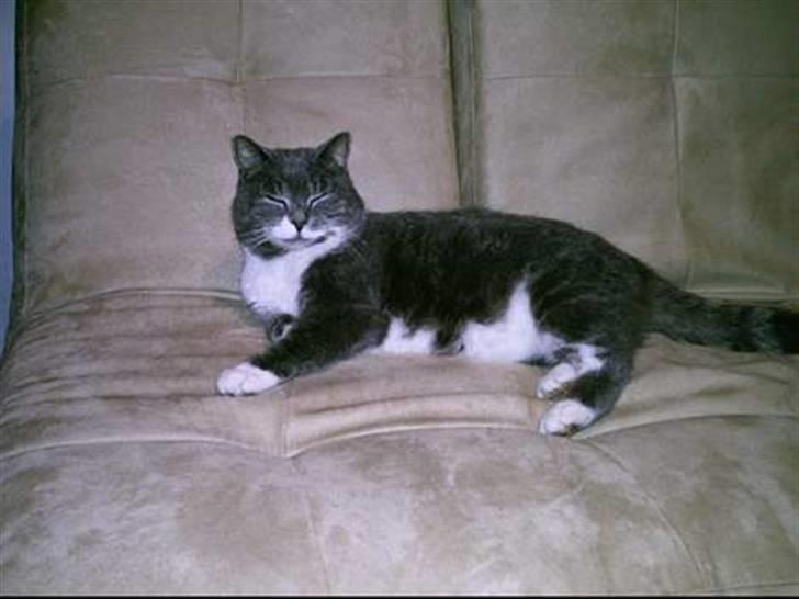 Blanding af racer Pjuske billede 3