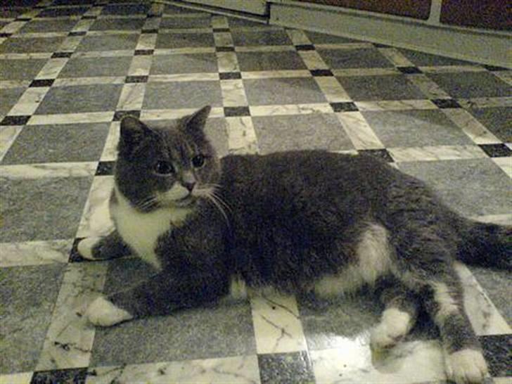 Blanding af racer Pjuske billede 4