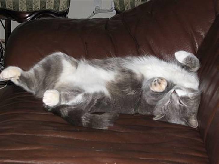 Blanding af racer Pjuske billede 5