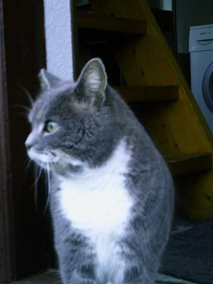 Blanding af racer Pjuske billede 6