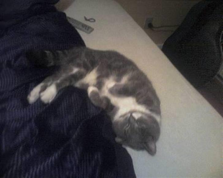 Blanding af racer Pjuske billede 7